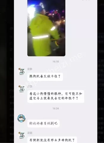 杭州大姐宠物狗亲密互动