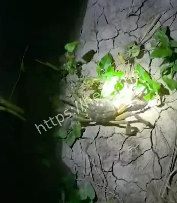 野生螃蟹迁徙过冬