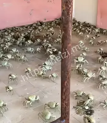 马路惊现螃蟹大军