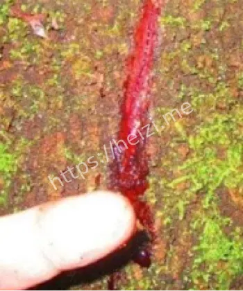 龙血树进化适应干旱环境