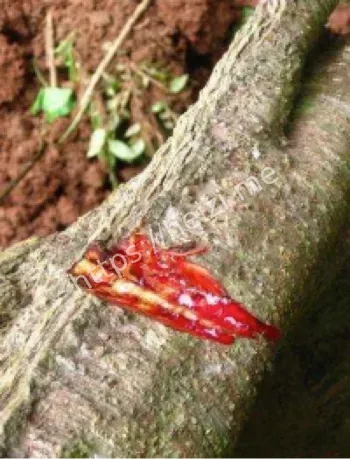 索科特拉岛龙血树