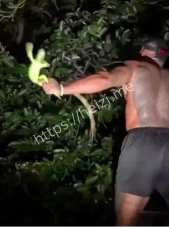 野生动物零距离抓捕