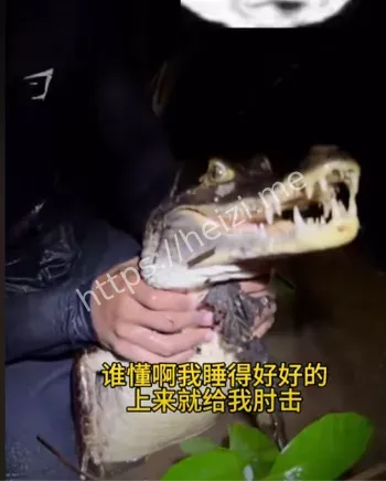 入侵巨蟒生态危机