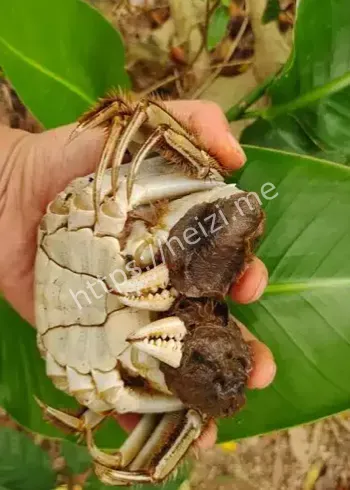 湖北洪湖蟹王蟹后拍卖