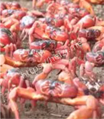 红蟹繁殖产卵日期与过程