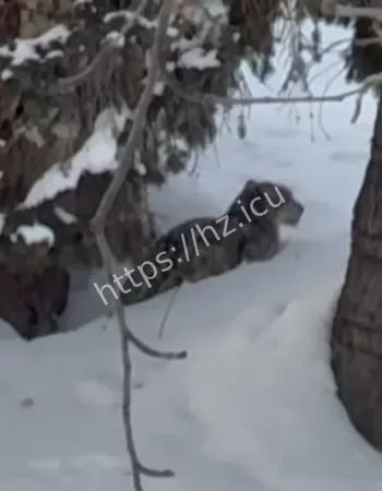 竟被雪豹活生生咬伤